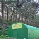 안면도할인마트 | 안면도 별주부마을 독살체험 우럭 바다 물고기 맨손잡기 이색가족체험