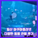 일산 아쿠아플라넷 입장료 할인 주차 솔직 후기