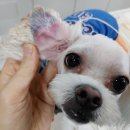 래플즈 동물병원 이미지