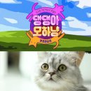 오늘의 댕댕 이미지