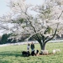 스위스목장 이미지