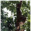 소동느티나무 이미지