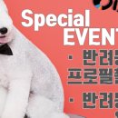 이든캣 네이버블로그