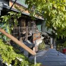 까멜리아 인구룡포