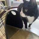 하남플러스동물병원 이미지