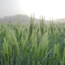 매전우체국 이미지