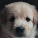 계양 동물 메디컬 센터 이미지