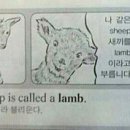 Sheep새끼 이미지