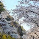 무릉도원회센터 | 경북 영천 여행 - 백리벚꽃길, 성곡리 문화재 이주 단지