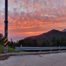 울릉벚꽃 이미지