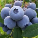 호인농장 이미지