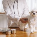 마스터 동물의료센터 이미지