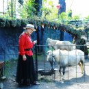 선녀와 나무꾼 이미지