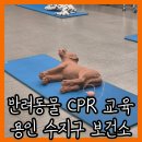 수강약국 | 용인 수지구 보건소 반려동물 심폐소생술 CPR 교육 신청 방법 및 후기