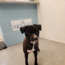 다솜애견미용실 이미지