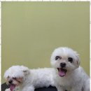 행복한 애견 미용 | 용품 반려견과 함께한 행복한 하루, 강릉애견미용아카데미를 방문한 후기