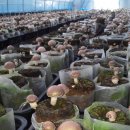 참나무 원목에서 수확한 표고버섯 판매합니다. 이미지