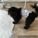 수멍발소 이미지