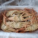 맛있는 영덕대개 강구(영덕) 친절한 현이수산 사장님덕분에 저렴하게 구입했어요🦀