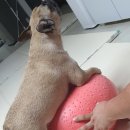 튼튼펫마트