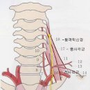 사각근과 횡격막 신경 이미지