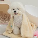 즐거운 애견 | 신상 애견카페 메리골드 다녀왔어요! 넓은 운동장에 물풀 수영장까지!