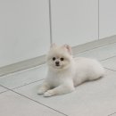 꼬씨와 펫살롱 이미지
