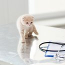 하온동물의료센터 이미지