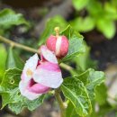 안동무궁화 이미지