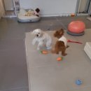 피개행개 이미지