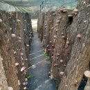참나무원목표고버섯고구마줄기 1키로 깐은행3키로 이미지