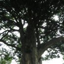 수림가든민박 | 서산의 아라메길을 걷다. 서산 유기방 가옥(출발지)