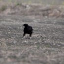 호곡리의 항라머리검독수리(Greater spotted eagle) 이미지