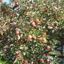 이루미농장 이미지