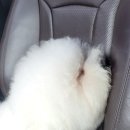 비숑이즈 이미지