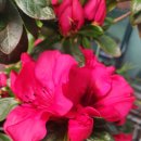 아젤리아 이미지