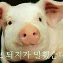 돼지사냥 - 관악구 난곡로78길 20 | 돼지사냥