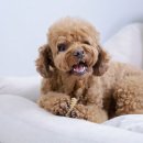 ㈜정산덴탈라인 | 강아지덴탈껌 덴티페어리 미니바이츠 소형견 한입에 딱! 8살 푸들 실제 급여후기