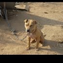 부광주유소 이미지