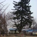1)이천 매곡초등학교 병설유치원 입학식날 축하합니다.2012년3월2일 이미지