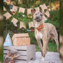 자동차가행복한집 이미지