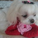 라임오렌지 이미지