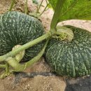 운심농장 이미지