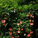 아름답다고 가까이 하기엔 조심스런 꽃 능소화(Chinese trumpet creeper) 이미지