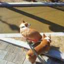 아지동물병원 이미지