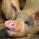 돼지농장 이미지