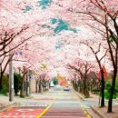 [가요] 벚꽃 엔딩 - 버스커버스커 이미지