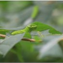 제비나비 애벌레 이미지