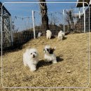 컴투펫 | 철원 강아지보호소 입소 완전 대만족 후기