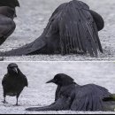 까마귀가 아플 때 찾는 곳은? 이미지